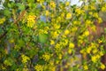 Currant flowering bush. Yellow flowers Royalty Free Stock Photo