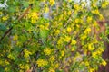 Currant flowering bush. Yellow flowers Royalty Free Stock Photo