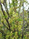 currant. flowering currants. Spring.berries. Royalty Free Stock Photo