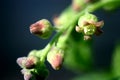 Currant flowering phase. Royalty Free Stock Photo