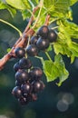 Currant. Fresh organic berries of black currant grow on the branch