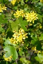 The currant is golden Ribes aureum Pursh.. The blossoming plant Royalty Free Stock Photo