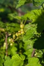 currant green berries illuminated