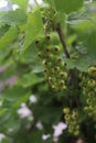 currant green on a bush