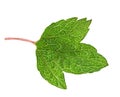 Currant green leaf