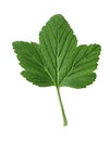 Currant green leaf