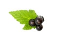 Currant with green leaf isolated on white. Fresh black berry cu Royalty Free Stock Photo