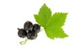 Currant with green leaf isolated on white. Fresh black berry cu Royalty Free Stock Photo