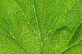 Currant green leaf texture macro