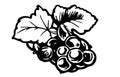 Currant. Hand drawing. Currant branch with berries and leaves. Monochrome black and white drawing. Royalty Free Stock Photo