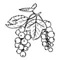 Currant illustration, hand-drawn. Black and white sketch of a garden berry