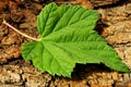 Currant leaf Royalty Free Stock Photo