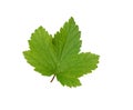 Currant leaf.