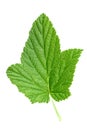 Currant leaf clipping path Royalty Free Stock Photo