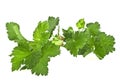 Currant leaf closeup isolated on white background Royalty Free Stock Photo