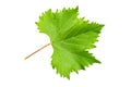 Currant leaf isolated Royalty Free Stock Photo
