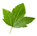 Currant leaf isolated Royalty Free Stock Photo