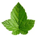 Currant leaf isolated Royalty Free Stock Photo