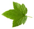 Currant leaf isolated Royalty Free Stock Photo