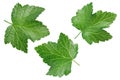 Currant leaf isolated on white background with clipping path and full depth of field. Top view. Flat lay Royalty Free Stock Photo