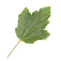 Currant leaf isolated on a white background Royalty Free Stock Photo