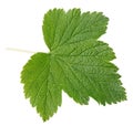 Currant leaf Royalty Free Stock Photo