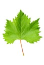 Currant leaf on white background Royalty Free Stock Photo