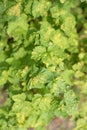 Currant leaves affected by gall aphids close - up view