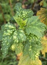 Currant leaves affected by gall aphids close - up view Royalty Free Stock Photo