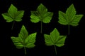 Currant leaves on black background. Isolate. Green leaf