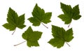 Currant leaves, black currant, leaves on a white background Royalty Free Stock Photo