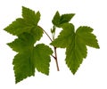 Currant leaves, black currant, young shoot, leaves on a white background Royalty Free Stock Photo