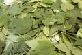 Currant leaves collected for the preparation of the infusion