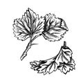 Currant leaves, hand drawn black and white graphic vector illustration. Isolated on a white background. Design element