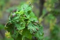 Stricken currant: red gallic aphid, anthracnose.  Illness, currant leaves Royalty Free Stock Photo