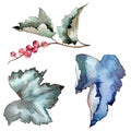 Currant leaves in a watercolor style isolated.