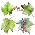 Currant leaves in a watercolor style isolated.