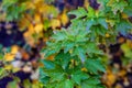currant leaves in yellow-green color in autumn, shot in close-up Royalty Free Stock Photo