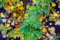 currant leaves in yellow-green color in autumn, shot in close-up Royalty Free Stock Photo