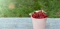 Currant in a mini bucket, green leaves and grass. Harvest