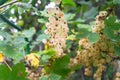 Bunches of ripe white currant on the shrub. Royalty Free Stock Photo