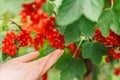 currant Picking.currant summer harvest.Red berries picking in the summer garden. harvest bunch in a childs hand.hild Royalty Free Stock Photo