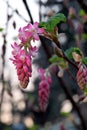 Currant Pink Blossoms 06 Royalty Free Stock Photo