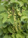 Currant Plant unripe raw red white currants fruit bio organic backyard healthy outdoor produce germany macro close up Royalty Free Stock Photo