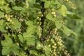 Currant Plant unripe raw red white currants fruit bio organic backyard healthy outdoor produce germany macro close up
