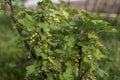 Currant Plant unripe raw red white currants fruit bio organic backyard healthy outdoor produce germany macro close up Royalty Free Stock Photo