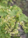 Currant Plant unripe raw red white currants fruit bio organic backyard healthy outdoor produce germany macro close up Royalty Free Stock Photo