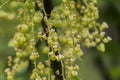 Currant Plant unripe raw red white currants fruit bio organic backyard healthy outdoor produce germany macro close up Royalty Free Stock Photo