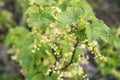 Currant Plant unripe raw red white currants fruit bio organic backyard healthy outdoor produce germany macro close up Royalty Free Stock Photo