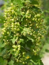 Currant Raceme Unripe Royalty Free Stock Photo